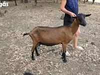 Koza, Alpine goat — fotografija 1