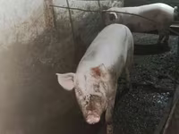 Sow, Pigs — photo 1