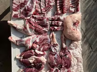 گوسفند (گروه، جنسیت مشخص نشده), گوسفند — عکس 2