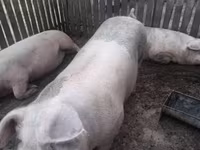 Schweine (Partie, Geschlecht nicht angegeben), Крупная белая — Foto 1