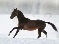 Cavalo, Akhal-Teke — foto 7