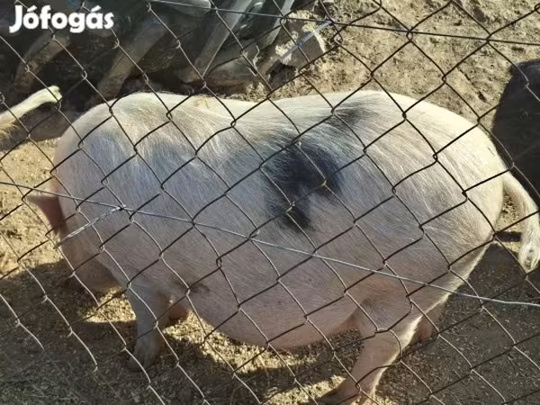 Scrofa, Вьетнамская вислобрюхая
