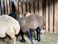 በግ, Hissar sheep — ፎቶ 2