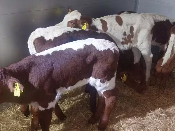 گاو نر, Simmental cattle