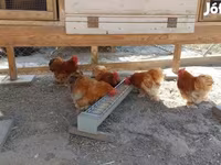 Pekin Bantam — foto 2