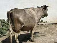 گاو ماده, گاو — عکس 1