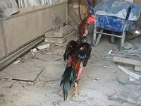 Chickens — عکس 3