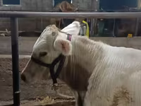 Býk, Swiss cattle — foto 2