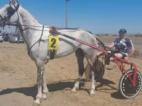 اسب نر, Orlov Trotter — عکس 4
