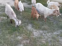 ፍየሎች (ቡድን፣ ጾታ አልተጠቀሰም), Goats — ፎቶ 4
