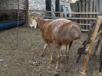 Ovan, Baerchuke sheep — fotografija 1
