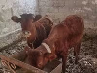 گاو ماده, گاو — عکس 5