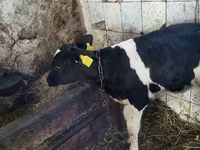 Tyre, Holstein-race — foto 3
