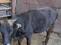 Vacă, Bovine — foto 3