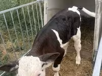 วัวตัวผู้, Simmental cattle — รูปภาพ 4
