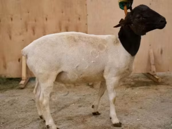 Ram, Dorper sheep