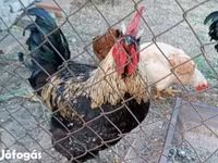 Ayam Cemani — foto 6