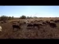 Sheep, Sheep — photo 2
