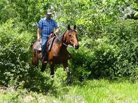 雄馬, Standardbred — 写真 8