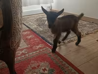 Kozel, Alpine goat — foto 3