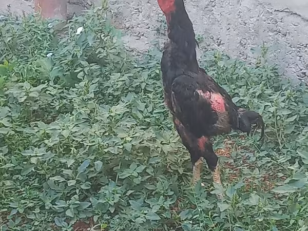 Chickens