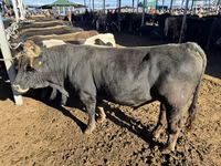 Bulle, Aberdeen-Angus — Foto 1