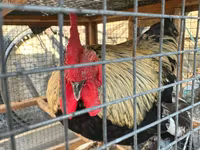 Chickens — photo 2