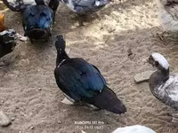 Ducks — 2 зураг