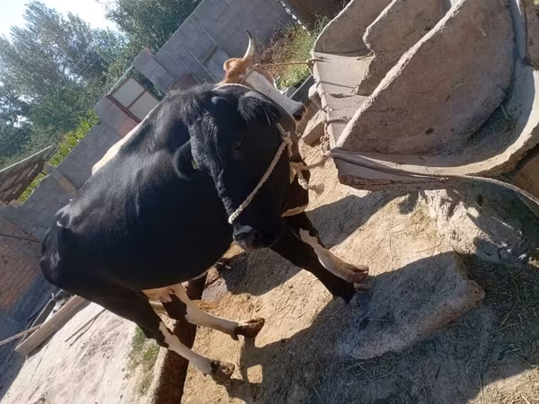 Cow, Cattle — Kyrgyzstan