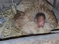 Chickens — ፎቶ 2