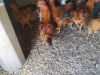 Chickens — φωτογραφία 2