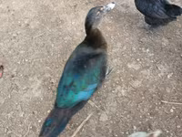 Muscovy domestica — foto 5