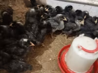 Chickens — ፎቶ 7