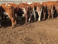 Cow, Swiss cattle — photo 3