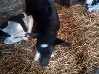 Lo’, Russian Black pied cattle — sawirka 3