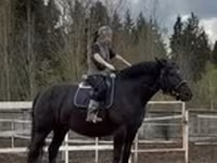 Էգ ձի, Percheron — լուսանկար 1