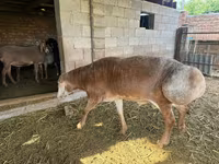 แกะตัวผู้, Arashan sheep — รูปภาพ 2