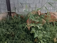 Pecora, Pecore — foto 5