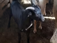 Τράγος, Murcia-Granada goats — φωτογραφία 1