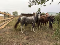 Koń, Konie — zdjęcie 1