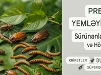 Məhsul: Canlı kriketlər – sürünənlər və quşlar üçün premium yem — fotografija 3