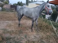 اسب نر, Thoroughbred horse — عکس 5