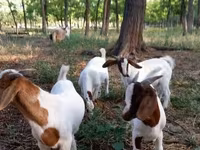 تيس, Boer goat — الصورة 1