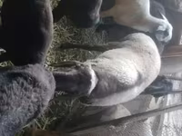 Beran, Rhon sheep — foto 4