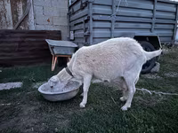 Capră, Saanen goat — foto 3