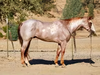 公马, National Show Horse — 照片 4