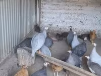 Pearl Grey — foto 2
