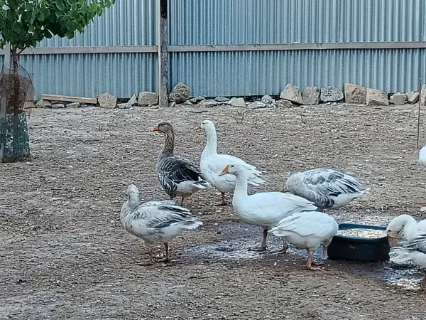 Geese