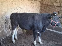 Bou, Bovine — foto 7