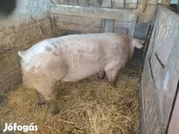 Babi hutan, Pigs — foto 3